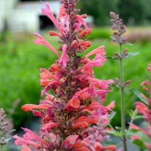 Agastache Hummingbird Mint Live Plant - Perennial Hyssop Starter - Image 7