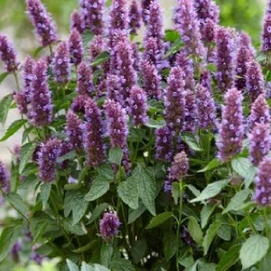 Agastache Hummingbird Mint Live Plant - Perennial Hyssop Starter - Image 8