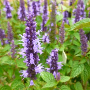 Agastache Live Plant - Hummingbird Mint - Hyssop Starter - Perennial for Pollinator Gardens - Image 1