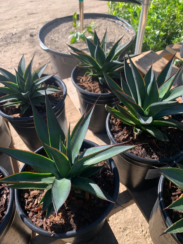 Agave Blue Glow Live Plant – 4 to 6 Inch Succulent in 1 Gallon Pot - Image 1