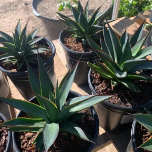 Agave 'Blue Glow' Live Plant Succulent - 4-6" Tall in 4" Pot - Image 1