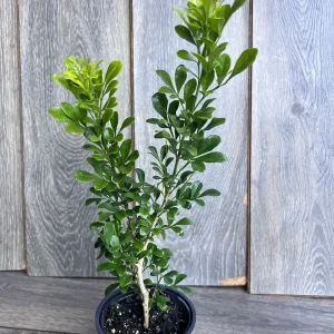 Aglaia Odorata Live Plant - Chinese Perfume Tree, Rice Flower in 4 or 6 inch Pot - Image 2