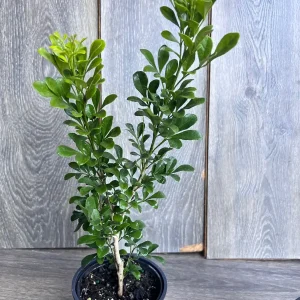 Aglaia Odorata Live Plant - Chinese Perfume Tree, Rice Flower in 4 or 6 inch Pot - Image 3