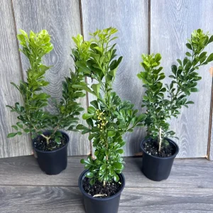 Aglaia Odorata Live Plant - Chinese Perfume Tree, Rice Flower in 4 or 6 inch Pot - Image 5