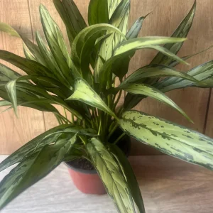 Aglaonema Cutlass Live Plant – 6