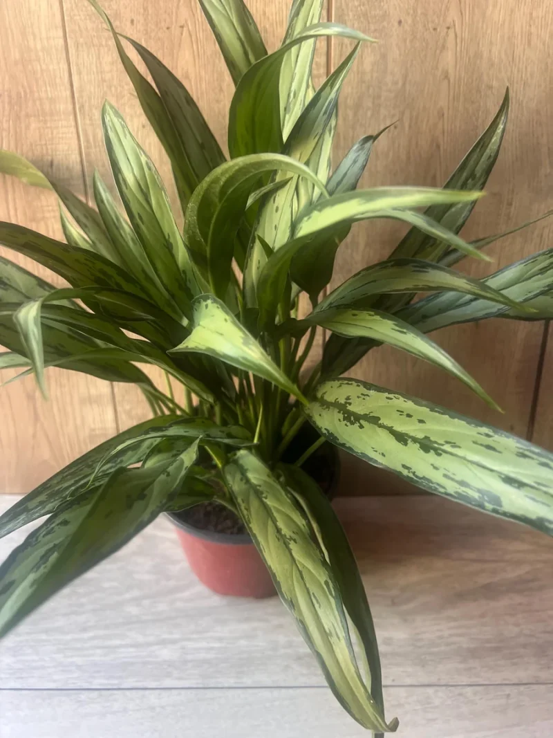 Aglaonema Cutlass - Live Plant in a 6 Inch Pot - Chinese Evergreen - Florist Quality Air Purifying Indoor Plant 1 Plant