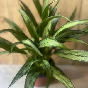Aglaonema Cutlass Live Plant – 6