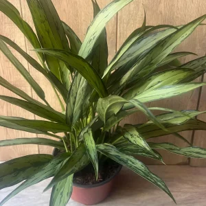 Aglaonema Cutlass Live Plant – 6