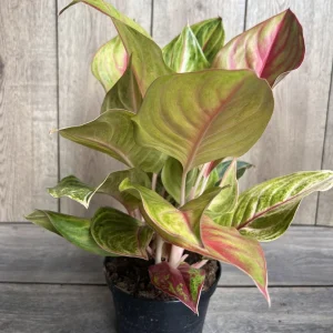 Aglaonema Golden Fluorite Live Plant – 6 Inch Pot – Indoor Air Purifying Plant - Image 2
