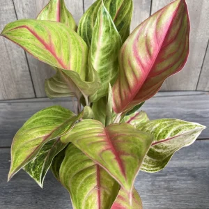Aglaonema Golden Fluorite Live Plant – 6 Inch Pot – Indoor Air Purifying Plant - Image 1
