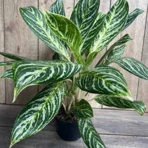 Aglaonema Golden Madonna Live Plant - Chinese Evergreen in 6 inch Pot - Image 2