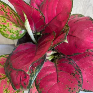 Aglaonema Lucky Red Live Plant – 6 inch Pot – Vibrant Red & Pink Indoor Houseplant - Image 1