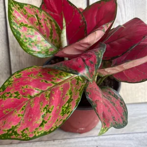 Aglaonema Lucky Red Live Plant – 6 inch Pot – Vibrant Red & Pink Indoor Houseplant - Image 6