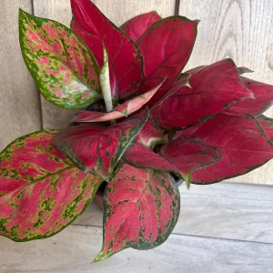 Aglaonema Lucky Red Live Plant – 6 inch Pot – Vibrant Red & Pink Indoor Houseplant - Image 8