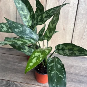 Aglaonema Maria Live Plant - Chinese Evergreen, 4-inch Pot, Indoor - Image 3