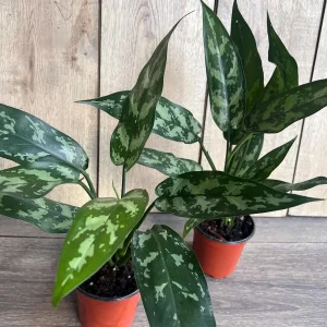 Aglaonema Maria Live Plant - Chinese Evergreen, 4-inch Pot, Indoor - Image 5