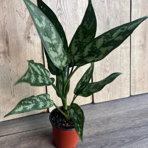 Aglaonema Maria Live Plant - Chinese Evergreen, 4-inch Pot, Indoor - Image 7