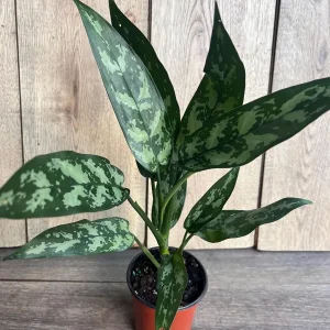 Aglaonema Maria Live Plant - Chinese Evergreen, 4-inch Pot, Indoor - Image 8