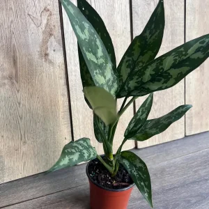 Aglaonema Maria Live Plant - Chinese Evergreen, 4-inch Pot, Indoor - Image 9