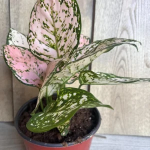 Aglaonema Pink Eileen in 6" Pot - Image 6