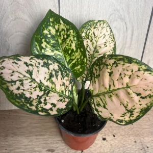 Aglaonema Pink Eileen in 6" Pot - Image 7