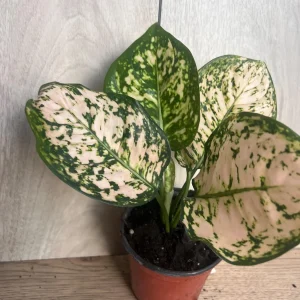 Aglaonema Pink Eileen in 6" Pot - Image 9