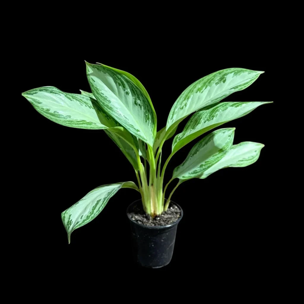Silver Bay Point Raspberry Aglaonema Silver Bay Plant - Variegated Chinese Evergreen