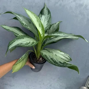 Aglaonema Silver Bay Live Plant - Variegated Chinese Evergreen - 4" Pot - Indoor Houseplant - Image 2