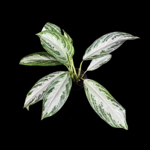 Aglaonema Silver Bay Live Plant – Variegated Chinese Evergreen – 4 inch Pot – Indoor Houseplant - Image 3