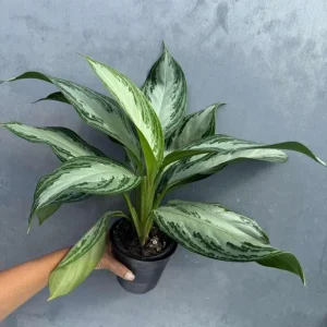 Aglaonema Silver Bay Live Plant - Variegated Chinese Evergreen - 4" Pot - Indoor Houseplant - Image 1