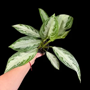 Aglaonema Silver Bay Live Plant – Variegated Chinese Evergreen – 4 inch Pot – Indoor Houseplant - Image 4