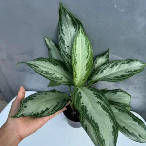 Aglaonema Silver Bay Live Plant - Variegated Chinese Evergreen - 4