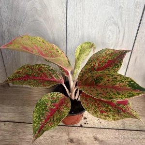 Aglaonema Sparkling Sarah Live Plant – 6 inch Pot – Indoor Houseplant - Image 10