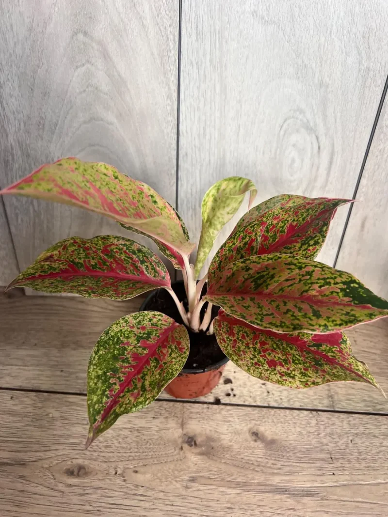 dracaena marginata indoor care Dracaena Marginata Plant: Easy Care Houseplant  Simply Trees