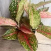 Aglaonema Sparkling Sarah Live Plant – 6 inch Pot – Indoor Houseplant - Image 1