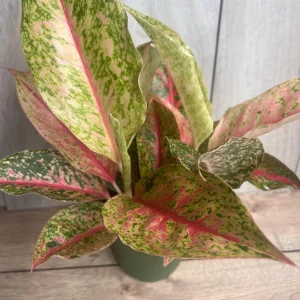 Aglaonema Sparkling Sarah Live Plant – 6 inch Pot – Indoor Houseplant - Image 3