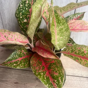 Aglaonema Sparkling Sarah Live Plant – 6 inch Pot – Indoor Houseplant - Image 1