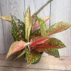 Aglaonema Sparkling Sarah Live Plant – 6 inch Pot – Indoor Houseplant - Image 6