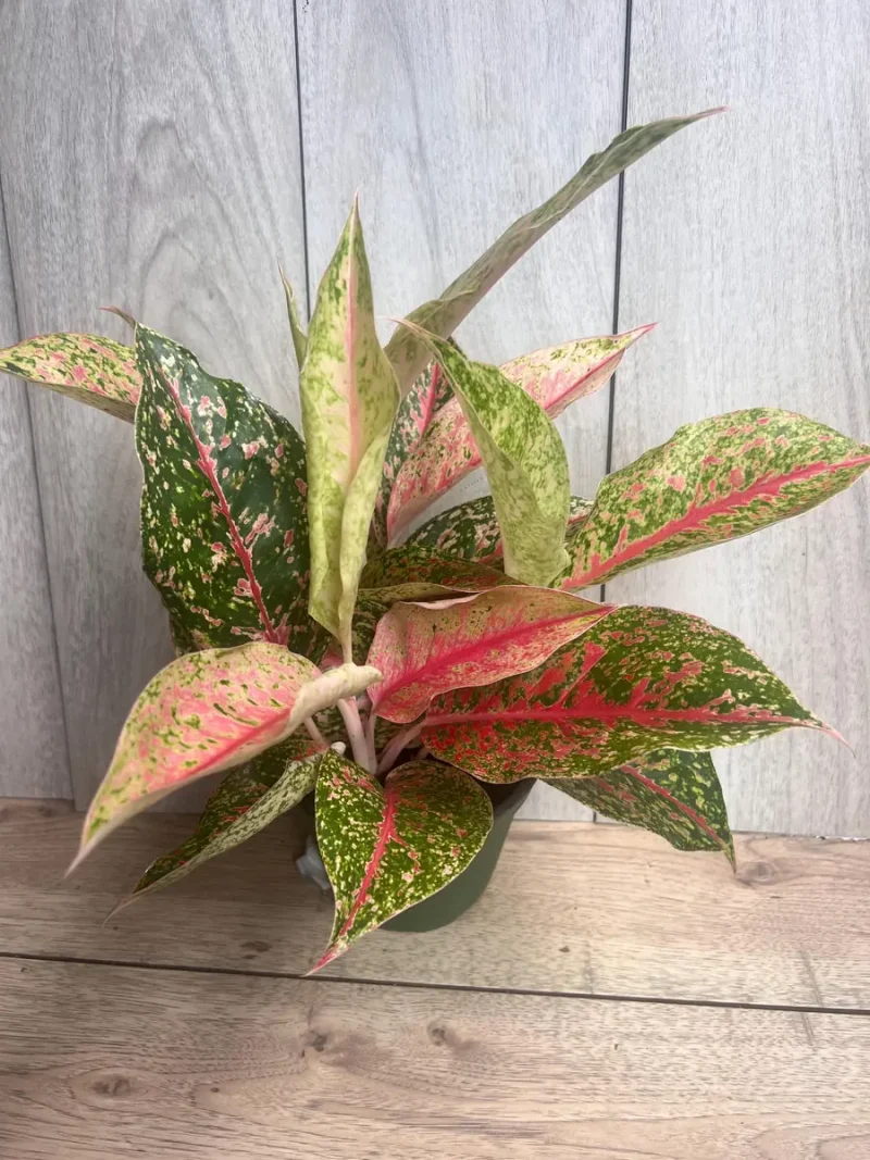 Aglaonema Sparkling Sarah Live Plant - 6 inch Pot