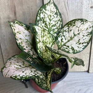 Aglaonema White Eileen Live Plant - 6 inch Pot - Indoor Houseplant - Image 2