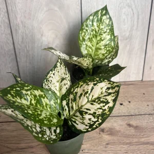 Aglaonema White Eileen Live Plant - 6 inch Pot - Indoor Houseplant - Image 7