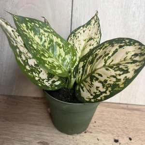 Aglaonema White Eileen Live Plant - 6 inch Pot - Indoor Houseplant - Image 8