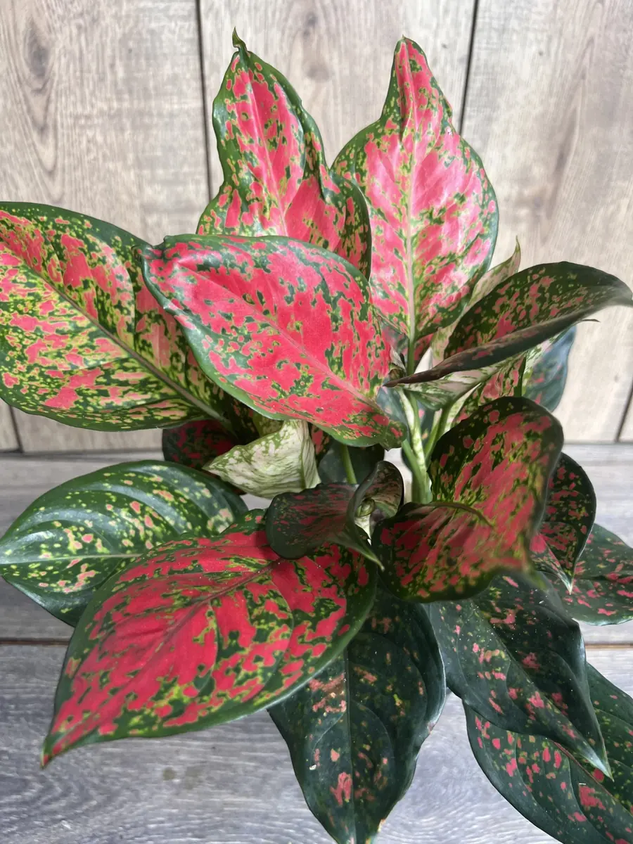 Aglaonema Wishes Live Plant - Red Valentine Chinese Evergreen in 6 inch Pot - Image 1