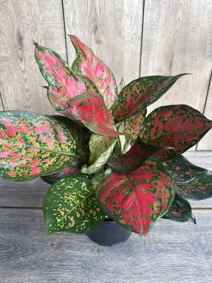 Aglaonema Wishes Live Plant - Red Valentine Chinese Evergreen in 6 inch Pot - Image 2
