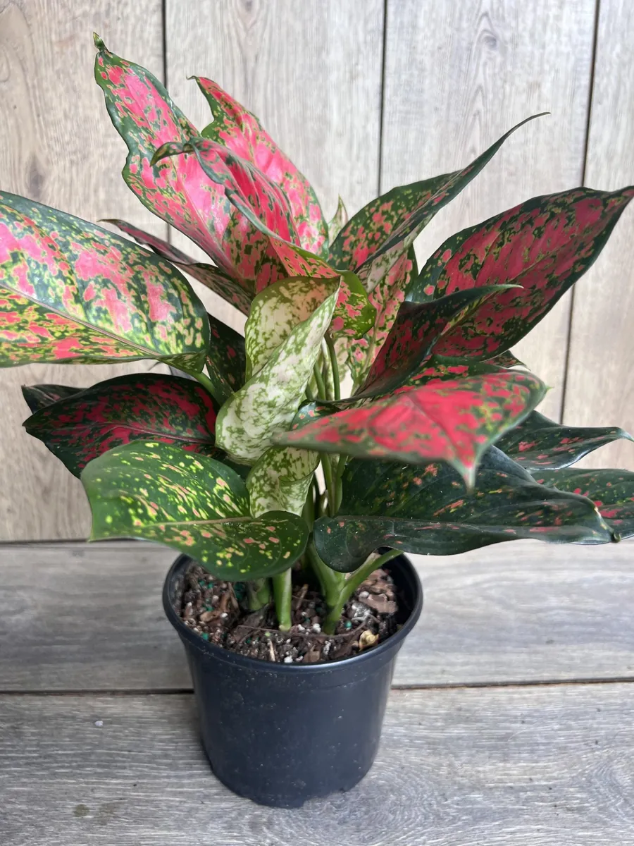 Aglaonema Wishes Live Plant - Red Valentine Chinese Evergreen in 6 inch Pot - Image 3