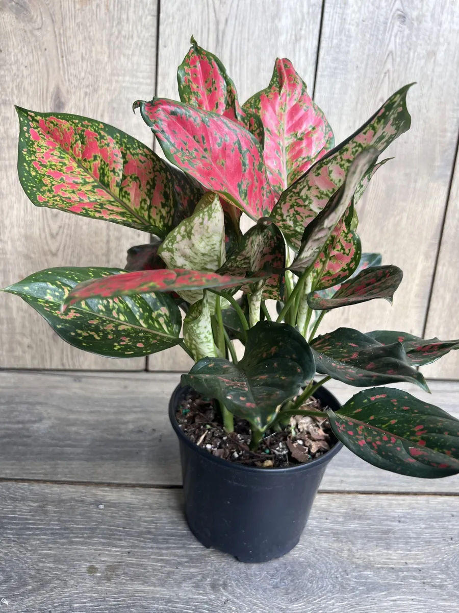 Aglaonema Wishes Live Plant - Red Valentine Chinese Evergreen in 6 inch Pot - Image 4