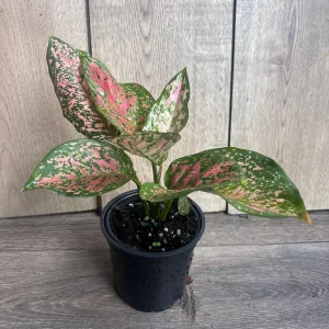 Aglaonema Wishes Live Plant - Red Valentine Chinese Evergreen - 4 inch Pot - Image 5