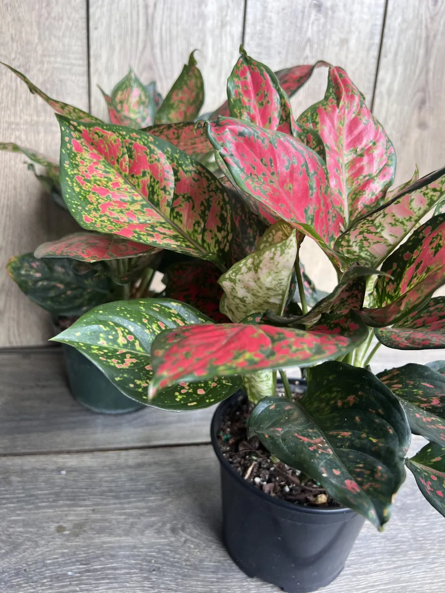 Aglaonema Wishes Live Plant - Red Valentine Chinese Evergreen in 6 inch Pot - Image 6