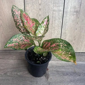 Aglaonema Wishes Live Plant - Red Valentine Chinese Evergreen - 4 inch Pot - Image 6