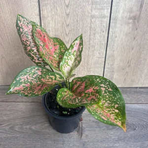 Aglaonema Wishes Live Plant - Red Valentine Chinese Evergreen - 4 inch Pot - Image 8